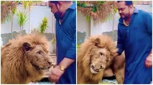 https://otcnewsmagazine.com/pakistani-man-takes-giant-lion-for-stroll-in-jaw-dropping-video-he-shouldnt-be-here/